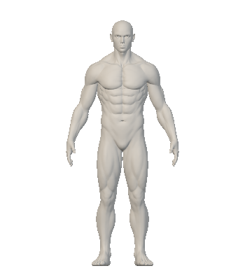 Aperçu du mannequin musculaire utilisé dans InjectLog
